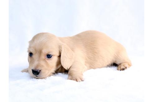 成約済の栃木県のミニチュアダックスフンド-26658の2枚目