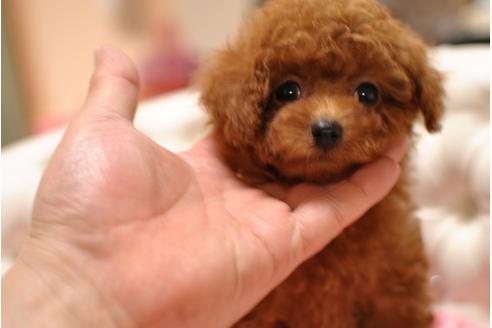 成約済の茨城県のトイプードル-26685の1枚目