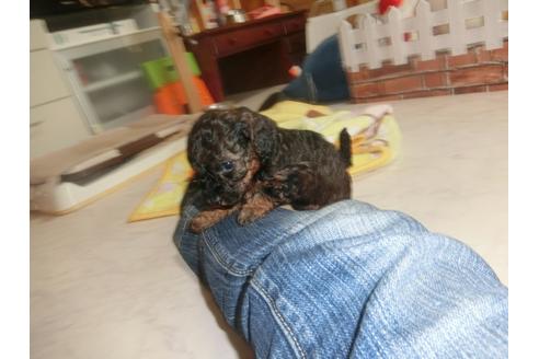 成約済の神奈川県のトイプードル-26686の3枚目