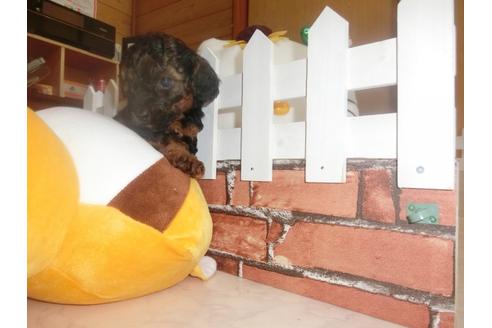 成約済の神奈川県のトイプードル-26686の4枚目