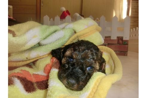 成約済の神奈川県のトイプードル-26686の5枚目