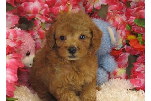 成約済の茨城県のトイプードル-26696の3枚目