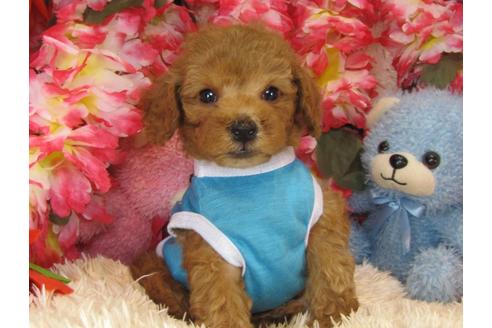 成約済の茨城県のトイプードル-26696の1枚目