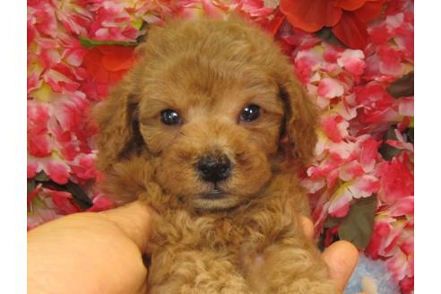 成約済の茨城県のトイプードル-26696の2枚目