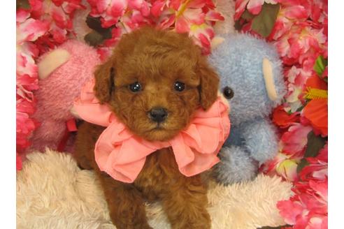 成約済の茨城県のトイプードル-26697の1枚目