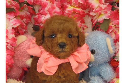 成約済の茨城県のトイプードル-26697の2枚目