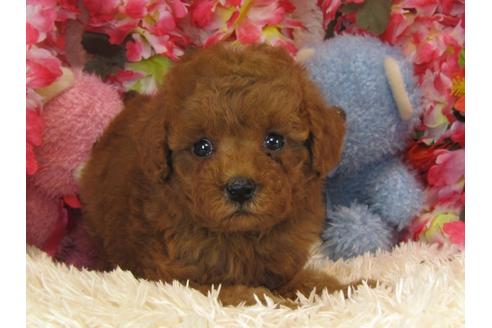 成約済の茨城県のトイプードル-26697の3枚目