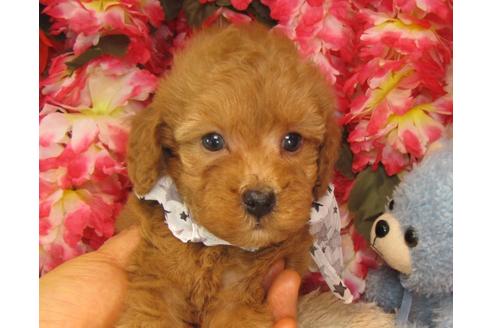 成約済の茨城県のトイプードル-26698の3枚目