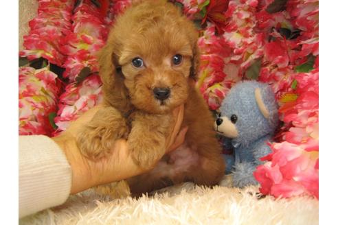 成約済の茨城県のトイプードル-26698の1枚目