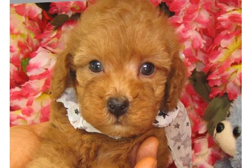 成約済の茨城県のトイプードル-26698の2枚目