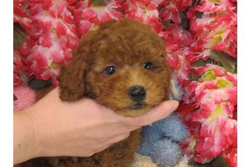 成約済の茨城県のトイプードル-26699の1枚目