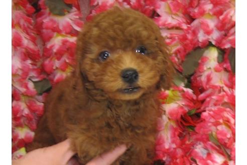 成約済の茨城県のトイプードル-26699の2枚目