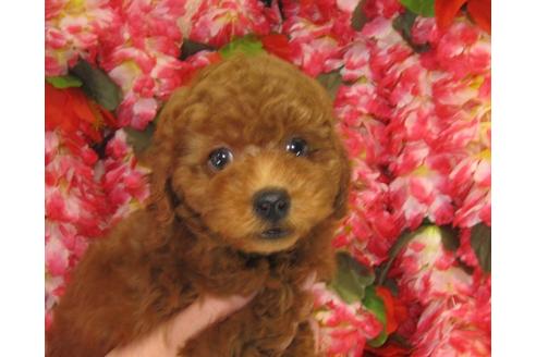 成約済の茨城県のトイプードル-26699の3枚目