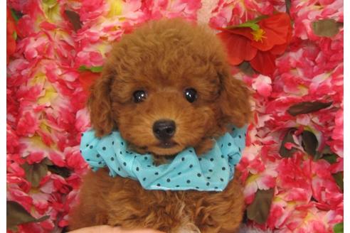 成約済の茨城県のトイプードル-26700の1枚目