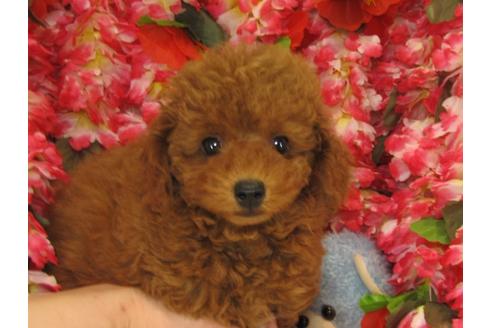 成約済の茨城県のトイプードル-26700の3枚目