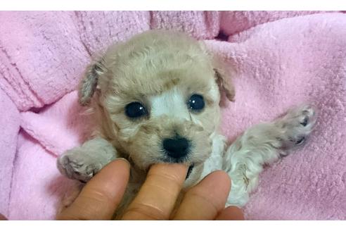 成約済の愛知県のトイプードル-26706の4枚目