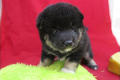 成約済の大阪府の柴犬-26725の3枚目