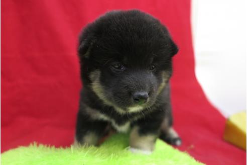 成約済の大阪府の柴犬-26725の4枚目