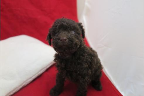 成約済の大阪府のトイプードル-26726の1枚目