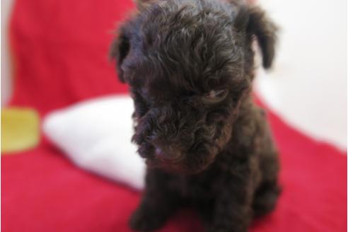 成約済の大阪府のトイプードル-26726の3枚目