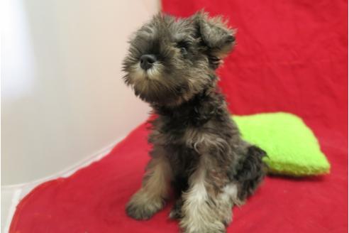 成約済の大阪府のミニチュアシュナウザー-26727の2枚目