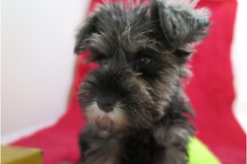 成約済の大阪府のミニチュアシュナウザー-26727の3枚目