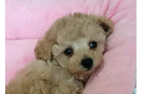 成約済の愛知県のトイプードル-26728の5枚目