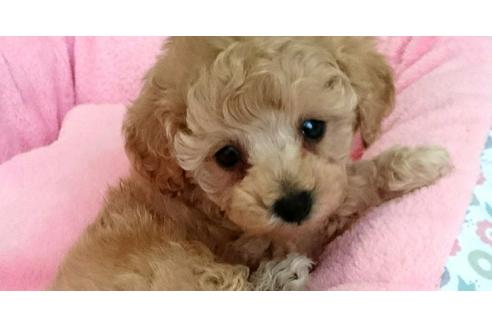 成約済の愛知県のトイプードル-26728の4枚目
