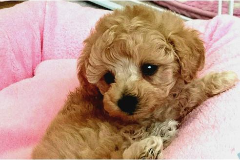 成約済の愛知県のトイプードル-26728の3枚目