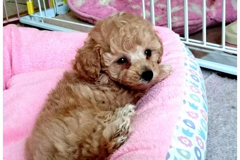 成約済の愛知県のトイプードル-26728の1枚目