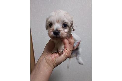 成約済の大阪府のミックス犬-26745の1枚目