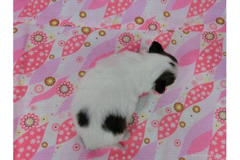 成約済の千葉県のパピヨン-26798の4枚目