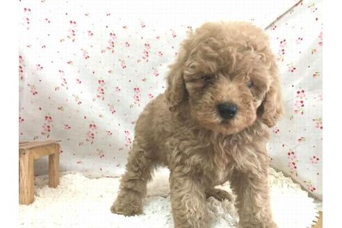 成約済の滋賀県のトイプードル-26803の2枚目