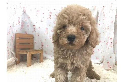 成約済の滋賀県のトイプードル-26803の1枚目