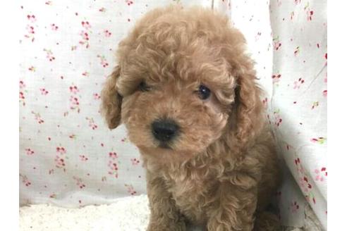 成約済の滋賀県のトイプードル-26804の2枚目