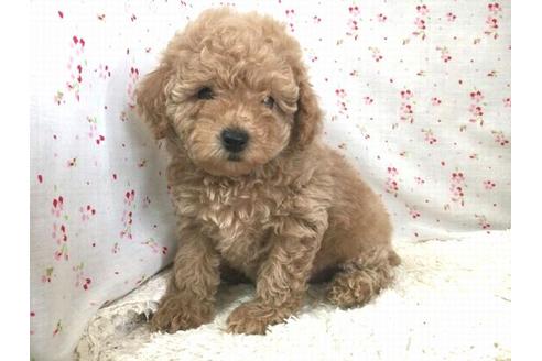 成約済の滋賀県のトイプードル-26804の1枚目