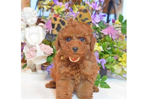 成約済の埼玉県のトイプードル-24564の1枚目