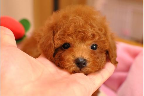 成約済の茨城県のトイプードル-26835の1枚目