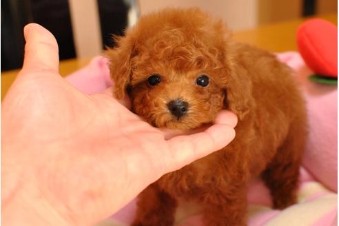 成約済の茨城県のトイプードル-26835の3枚目