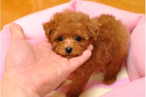 成約済の茨城県のトイプードル-26836の5枚目