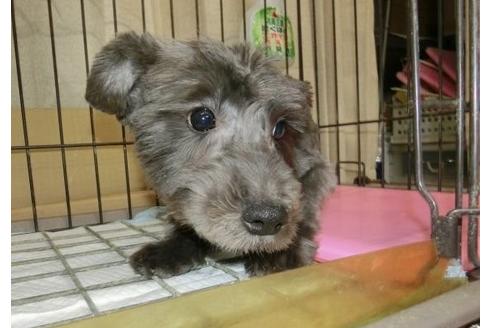 成約済の長崎県のミニチュアシュナウザー-26861の4枚目