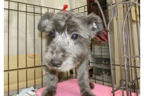 成約済の長崎県のミニチュアシュナウザー-26861の1枚目