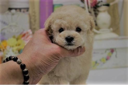 成約済の大阪府のトイプードル-26891の2枚目