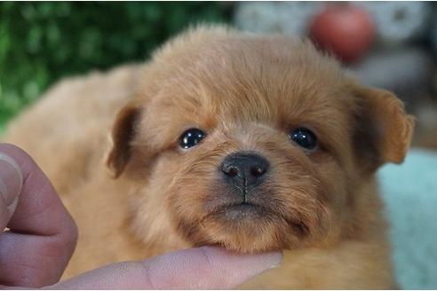 成約済の京都府のミックス犬-26901の3枚目