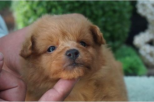 成約済の京都府のミックス犬-26901の1枚目