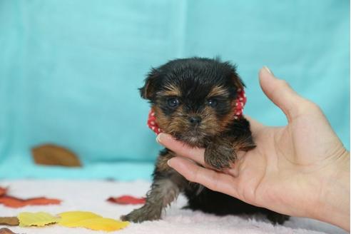 成約済の大分県のヨークシャーテリア-26903の2枚目
