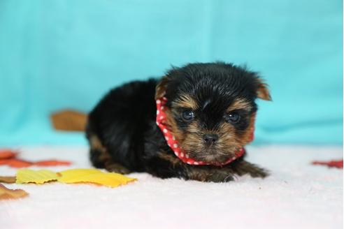 成約済の大分県のヨークシャーテリア-26903の3枚目