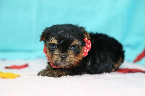 成約済の大分県のヨークシャーテリア-26903の4枚目