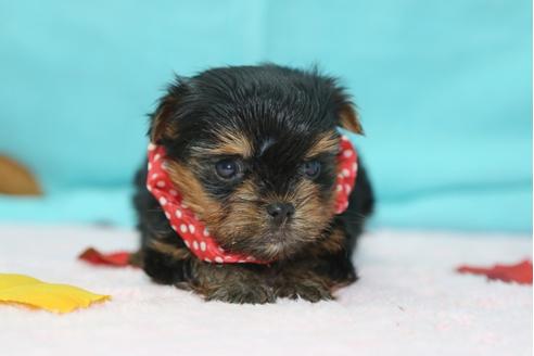 成約済の大分県のヨークシャーテリア-26903の1枚目