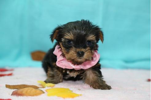 成約済の大分県のヨークシャーテリア-26904の1枚目